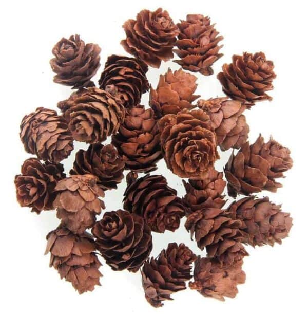 Pine piece 30g, 2-3cm