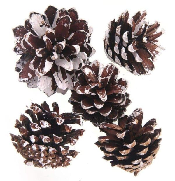 Pine piece 50g, size 4-7cm, 4pcs