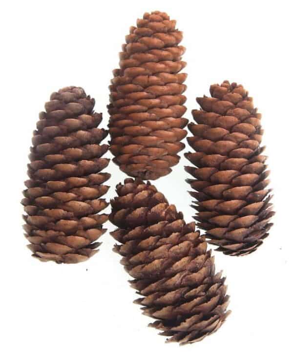Pine piece 50g, 7-11cm, 4pcs