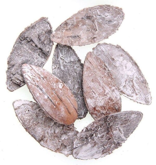 Tree Bark Log Wooden Oval Shaped 5.5x2.5cm, 8pcs