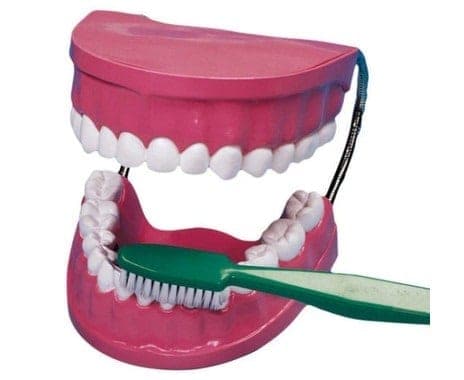 Toothbrush set big
