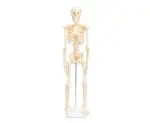 Skeleton - small