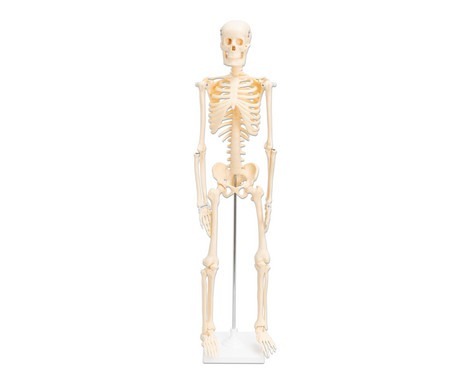 Skeleton - small