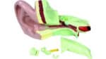 Ear Model, Enlarged Approx. 5 Times