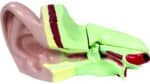 Ear Model, Enlarged Approx. 5 Times