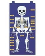 Skeleton Chart 50 x 70 cms