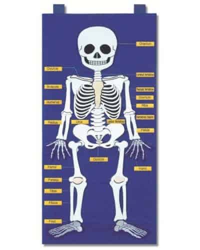 Skeleton Chart 50 x 70 cms