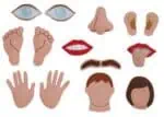 My Body Parts Felt Pieces 14pc