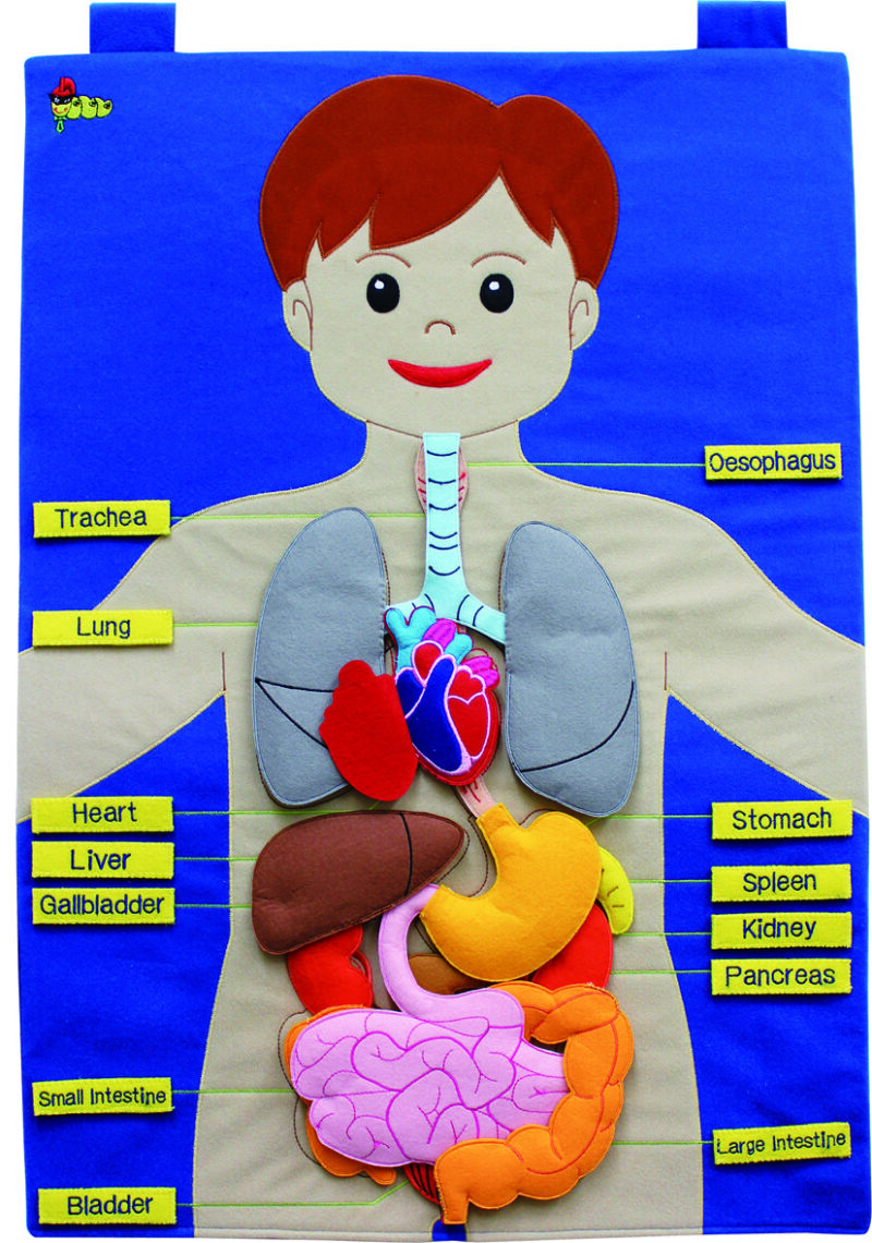 Eqd large fabric wallchart of the human body with 15 attachable body pieces and 13 name labels. The chart comes with an information booklet for teachers and parents. Size : 50 x 70 cm age : 3 years +. Not suitable for under 3 years - small parts.
