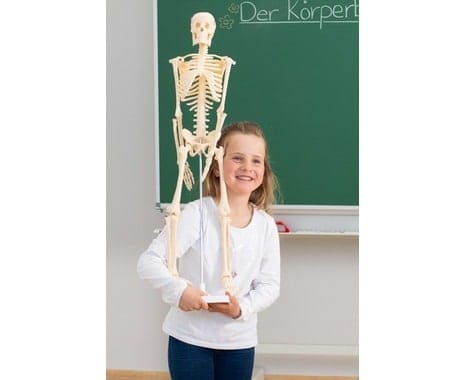 Vinco educational skeleton - small