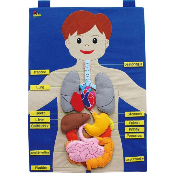 My Body Activity Centre 70×50 cm | Human Body Learning Board