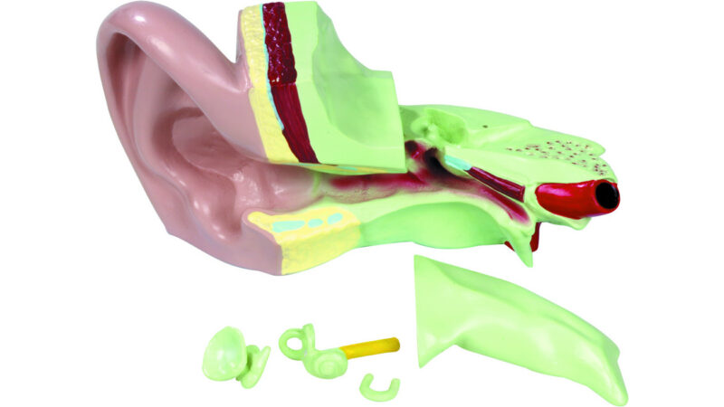 Vinco educational ear model, enlarged approx. 5 times clear model magnified 5x removable bone section a huge model of the ear, for elementary science lessons. Shows all important structures related to hearing and balance. Features a removable bone section to expose the ossicles with eardrum and labyrinth. Dimensions: 14 x 44 x 28 cm