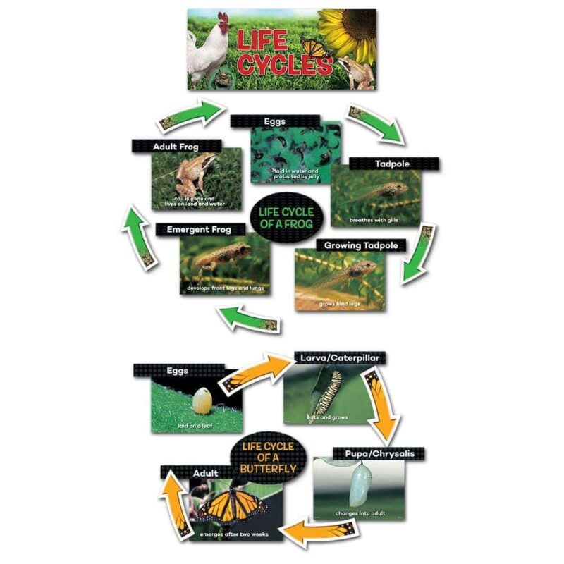 Life cycles mini bulletin board, gr. K-2 ctp-6991