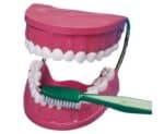 Toothbrush set big