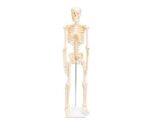 Skeleton - small