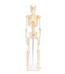 Skeleton - small
