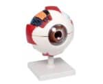 The Eye Unveiled: A Detailed Model for Learning and Discovery