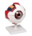 The eye unveiled: a detailed model for learning and discovery