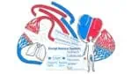 Blood Circulation, Magnetic Board Material