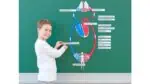 Blood Circulation, Magnetic Board Material