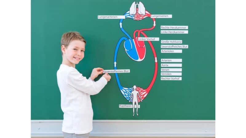Blood circulation, magnetic board material