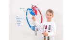 Blood Circulation, Magnetic Board Material