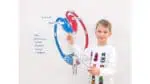 Blood Circulation, Magnetic Board Material
