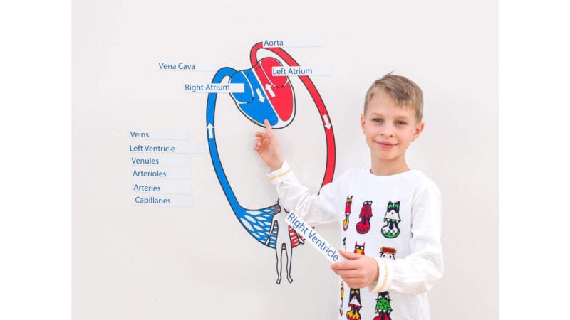 Blood circulation, magnetic board material