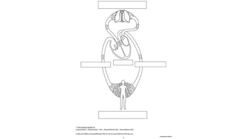 Blood circulation, magnetic board material