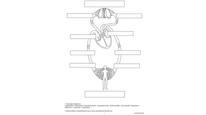 Blood circulation, magnetic board material